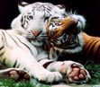 Tiger Lovers! ♥♥