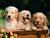 stop animal abuse 