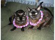 Everything Cats!