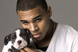 Chris brown lovers