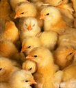 Chick Chat