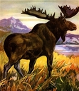 perusing moose