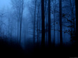 Shade of the Night