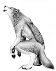 Werewolf RP!