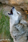 The Wild Wolves