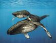 ❤☀Save.The.Whales☀❤