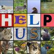 Endangered Animals