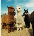 Alpacas 4 ever