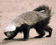 HONEY BADGER!!!!