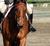 HorsesWritingReading