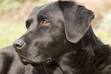 101 Labrador Retrievers