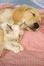 Dog and Cat Owner Roleplay