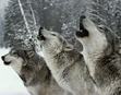 Wolves of the Elements