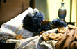 Randomness With Cookies