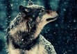Wolves of The Beyond