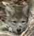 Wolves of Yellowstone RP