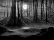 Into The Woods