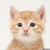 People who like cats