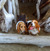 Basset Hound Slaves