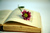 YOUNG Writers & Romantics