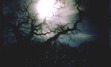 Vampire Island