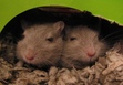 Chip & Dale