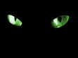 Warriors: Darkforest Secrets
