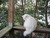 Pet Memoirs, True Pet Stories