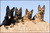 Storm Dogs {Advanced Roleplay}