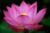 Universal Compassion Bookclub