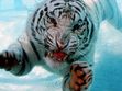 The tiger group