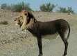 Donkey Lion