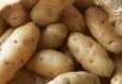The Derpy Potatoes 