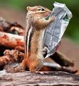 Chatting Chipmunks!!