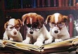 Book Hounds II