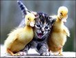 Crazy for books and... DUCKS!!!!!!!!!!