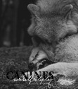 canines [ semi-advanced werewolf ]