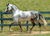 Equine/Horse RPG