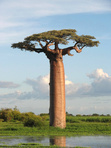 Africa Reading Challenge