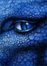 Dragon riders/ Eragon rp