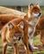 The Dhole's Den