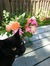 Magical, Black Cat Fiction