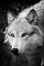 Wolves of Wild Rowan Park