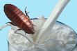 Cockroach Milk
