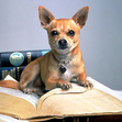 5ection 5 Book Club