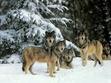 Four Wolf packs
