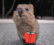 The Book Quokkas
