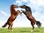 Homestead Horses
