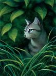 ✧ warrior cats 