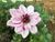 Wisteria's Christian Fiction Bookclub